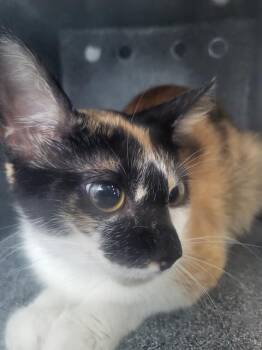 MACCHIATO -  Domestic Medium Hair Cat for Adoption in Dallas, Texas - MACCHIATO | PetCurious
