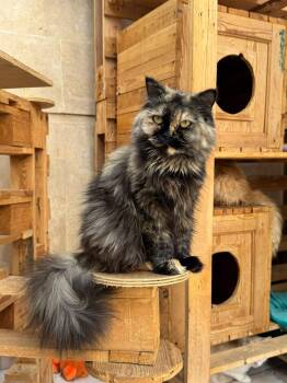 Rescue Himalayan and Tortoiseshell Cats for Adoption in Brampton, Ontario - Yulian | PetCurious