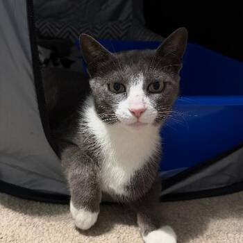 Domestic Short Hair Cats Available for Adoption in Oceanside, New York - Sunshine | PetCurious