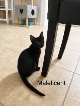 Maleficent -  Domestic Short Hair Cat for Adoption in Groveland, Massachusetts - Maleficent | PetCurious