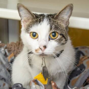 TABBY -  Domestic Short Hair Cat for Adoption in St. Louis, Missouri - TABBY | PetCurious