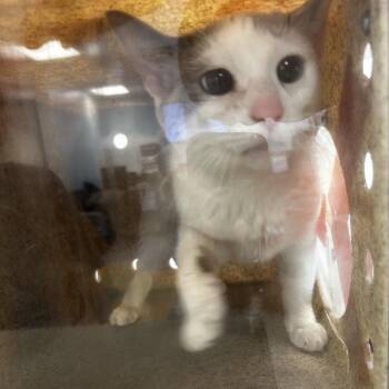 Domestic Short Hair Cats Available for Adoption in Philadelphia, Pennsylvania - Destiny | PetCurious