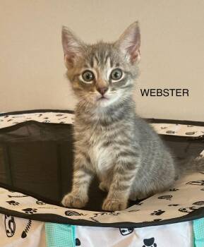 Webster -  Domestic Short Hair Cat for Adoption in Johnson City, Tennessee - Webster | PetCurious