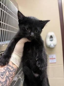 Gale -  Domestic Short Hair Cat Available for Adoption in Irving, Texas - Gale | PetCurious