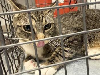 GLORIA -  Domestic Short Hair Cat for Adoption in Las Vegas, Nevada - GLORIA | PetCurious