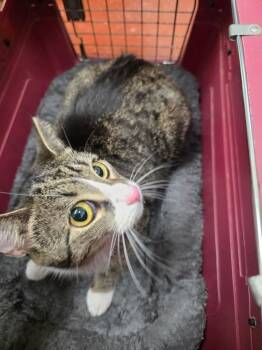 Rescue Domestic Short Hair Cats for Adoption in Camp Hill, Pennsylvania - Astella | PetCurious