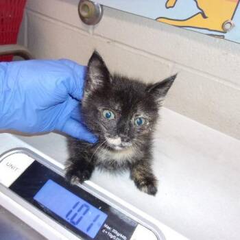 Trip -  Domestic Short Hair Cat for Adoption in Milton, Florida - Trip | PetCurious