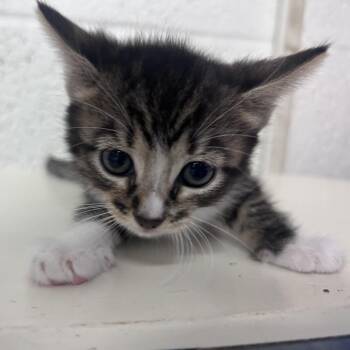 Wirt -  American Shorthair Cat for Adoption in Edinburg, Texas - Wirt | PetCurious