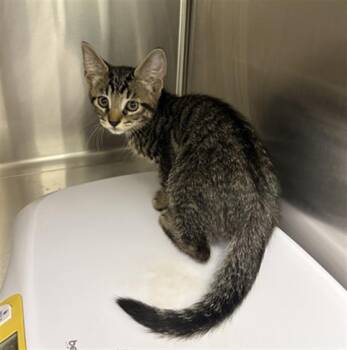 CEPHEUS -  Domestic Short Hair Cat for Adoption in Indianapolis, Indiana - CEPHEUS | PetCurious