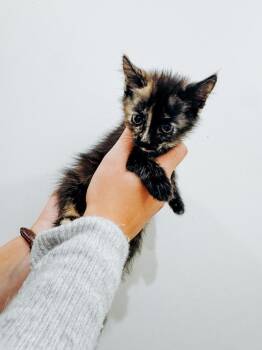 Dolly Parton -  Domestic Short Hair Cat for Adoption in Brewster, New York - Dolly Parton | PetCurious