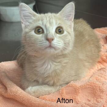 Domestic Short Hair Cats Available for Adoption in Ulster, Pennsylvania - Afton | PetCurious