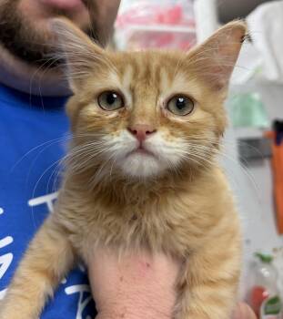Owen -  American Shorthair Cat for Adoption in Medford, Massachusetts - Owen | PetCurious