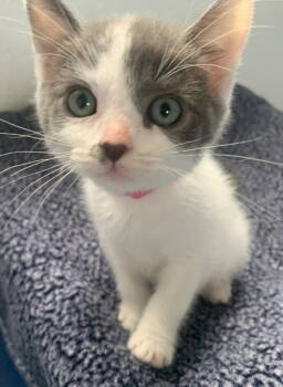 Rescue American Shorthair and Tuxedo Cats for Adoption in Campbell, California - Valentine | PetCurious
