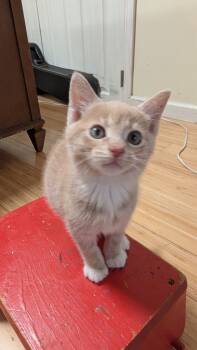 Rescue Domestic Short Hair Cats for Adoption in Pomona, New York - Kittney Spears | PetCurious
