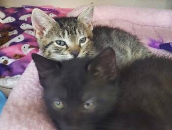 Domestic Short Hair Cats Available for Adoption in Salem, New Hampshire - Dr. Pepper And Tabitha | PetCurious