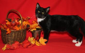 Soy Sauce (Photos September 6th 2026) -  Tuxedo and Domestic Short Hair Cat for Adoption in Marietta, Ohio - Soy Sauce (Photos September 6th 2026) | PetCurious