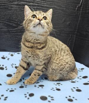 Domestic Short Hair Cats Available for Adoption - Lily | PetCurious