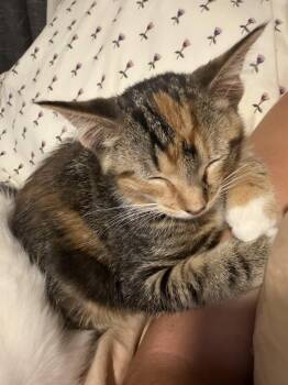 Mexia -  Domestic Short Hair Cat for Adoption in Hoyleton, Illinois - Mexia | PetCurious