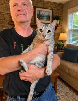 Angel -  Domestic Short Hair Cat for Adoption in Nashville, Tennessee - Angel | PetCurious