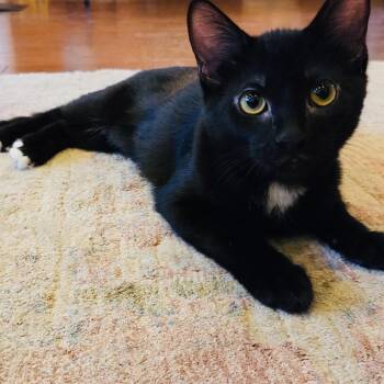 Yoko -  Domestic Short Hair Cat for Adoption in Fort Worth, Texas - Yoko | PetCurious