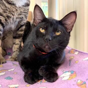 Espeon -  Domestic Short Hair Cat for Adoption in Woodinville, Washington - Espeon | PetCurious