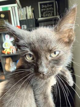 MIDNA -  Domestic Short Hair Cat for Adoption in San Antonio, Texas - MIDNA | PetCurious