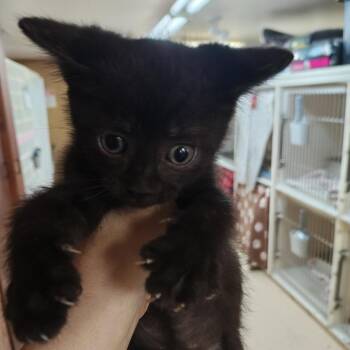 Fiji -  Domestic Short Hair Cat for Adoption in Madison, Wisconsin - Fiji | PetCurious