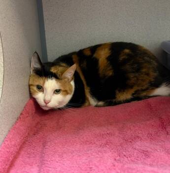Suki -  Calico Cat for Adoption in Liverpool, New York - Suki | PetCurious