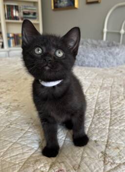 Domestic Short Hair Cats Available for Adoption in Bryan, Texas - Halara | PetCurious