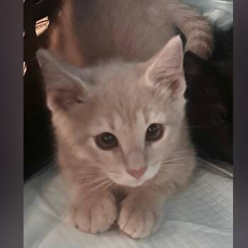 Sandy -  Domestic Short Hair Cat for Adoption in Layton, Utah - Sandy | PetCurious