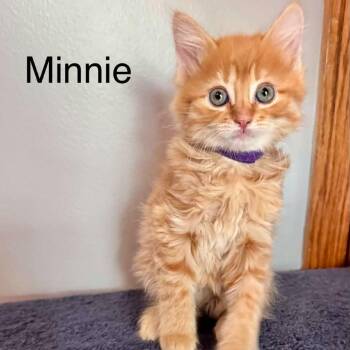Minnie -  Domestic Short Hair Cat for Adoption in Campton Hills, Illinois - Minnie | PetCurious
