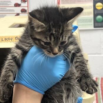 Domestic Medium Hair Cats Available for Adoption in West Palm Beach, Florida - Chaton | PetCurious