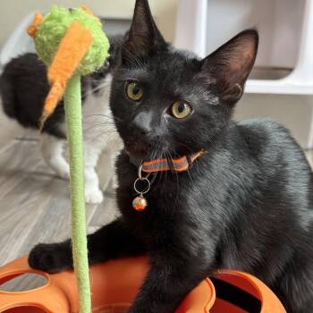 Queso -  Domestic Short Hair Cat for Adoption in Las Vegas, Nevada - Queso | PetCurious