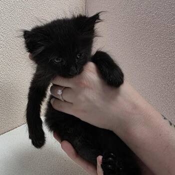 Sapphire (blue) -  Domestic Long Hair Cat for Adoption in Jupiter, Florida - Sapphire (blue) | PetCurious