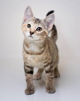Serabai -  Domestic Short Hair Cat for Adoption in Boone, Iowa - Serabai | PetCurious