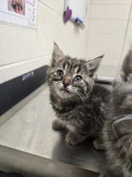 Alice -  Domestic Medium Hair and Domestic Short Hair Cat for Adoption in Westland, Michigan - Alice | PetCurious