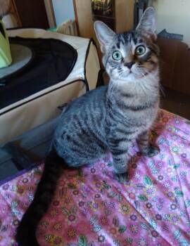 Rescue Domestic Short Hair Cats for Adoption in Owatonna, Minnesota - EDDIE | PetCurious