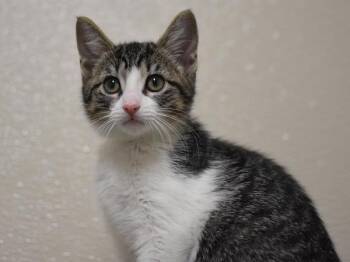 Abby -  Domestic Short Hair Cat for Adoption in Portland, Oregon - Abby | PetCurious