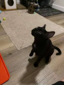 Rescue Domestic Short Hair Cats for Adoption in San Diego, California - Memento | PetCurious