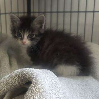 Domestic Long Hair Cats Available for Adoption in Long Beach, California - Marble | PetCurious