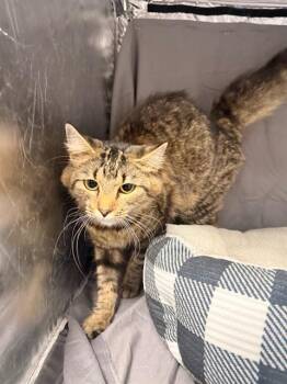 LEIA -  Domestic Medium Hair Cat for Adoption in Grovetown, Georgia - LEIA | PetCurious