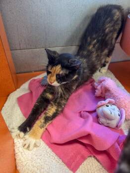 Phoenix -  Domestic Short Hair Cat for Adoption in Fresno, California - Phoenix | PetCurious