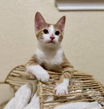 Eddie (pre adopt) -  Domestic Short Hair Cat for Adoption in Fort Worth, Texas - Eddie (pre Adopt) | PetCurious