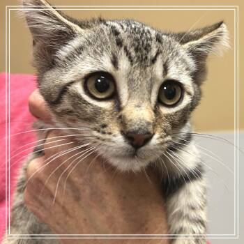 FWT Sapphire -  Domestic Short Hair Cat for Adoption in Midland, Texas - FWT Sapphire | PetCurious
