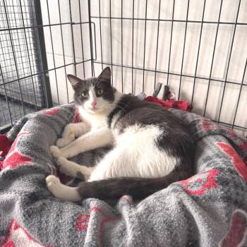 Domestic Medium Hair Cats Available for Adoption - Friday | PetCurious