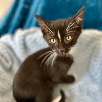 Rescue Domestic Short Hair Cats for Adoption in Sonora, California - Edmond | PetCurious