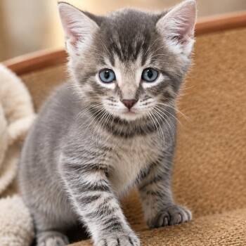 HOMER -  Domestic Medium Hair Cat for Adoption in Cranston, Rhode Island - HOMER | PetCurious