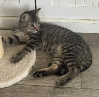 Cedar Town -  Domestic Short Hair and Tabby Cat for Adoption in Chandler, Arizona - Cedar Town | PetCurious