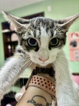 Rescue Domestic Short Hair Cats for Adoption in Philadelphia, Pennsylvania - Iris | PetCurious