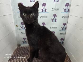 A592855 -  Domestic Short Hair Cat for Adoption in Orlando, Florida - A592855 | PetCurious